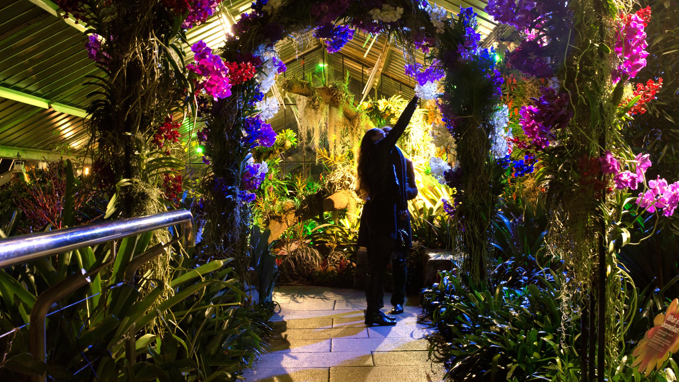 Il festival delle Orchidee ai Kew Gardens di Londra